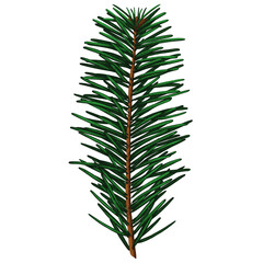 Cute realistic spruce branch with three small cones.