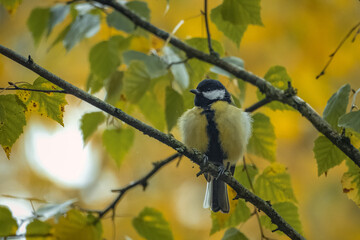 A male great tit sits on the birch branch and rests on a sunny fall day towards the camera lens. 