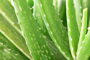 Closeup of aloevera plant texture background