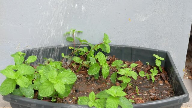 Watering a fragrant organic mint growing in pots