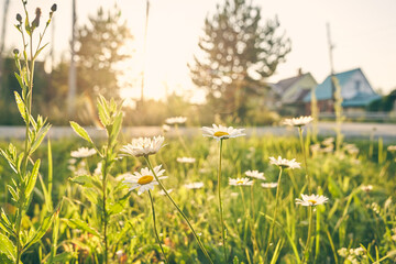 Summer spring background of nature. White daisies on bright green grass. Daisies on the background of blurred houses and the sky. High quality photo