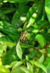 spider on a web