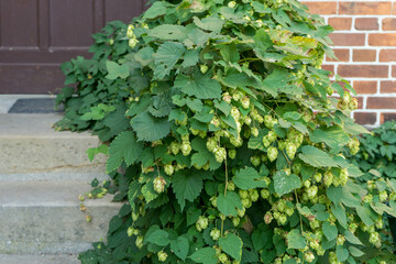 Hop plant with hop flowers in front of a brick wall
