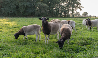 Black and white sheep on the meadow in the evening light