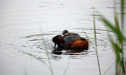 Black necked grebes with chicks