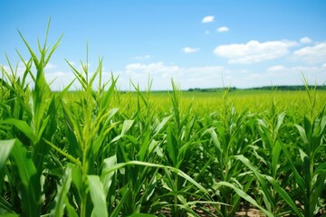 Obraz premium corn crops field for bioethanol production