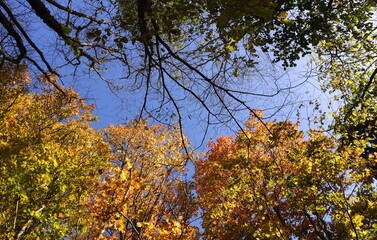 autumn leaves in the park