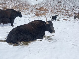 black yaks in the mountains, shimshal pass
