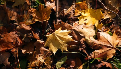 autumn leaves in the park