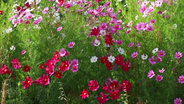 One of the beauties of spring is the cosmos flower