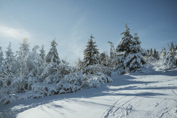 Fototapeta premium Snow covered trees at ski hill