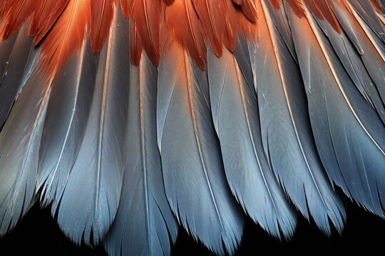 detailed image of a birds wing spread out