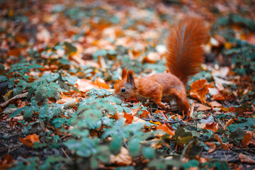 Cute red-haired squirrel is looking for nuts in the autumn forest