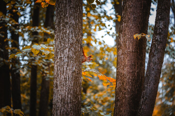 A beautiful red squirrel on a tree. A squirrel in search of nuts