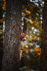 A beautiful red squirrel on a tree. A squirrel in search of nuts