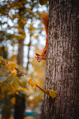 A beautiful red squirrel on a tree. A squirrel in search of nuts