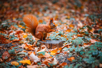 A cute red-haired squirrel eats a nut on a tree stump in an autumn forest