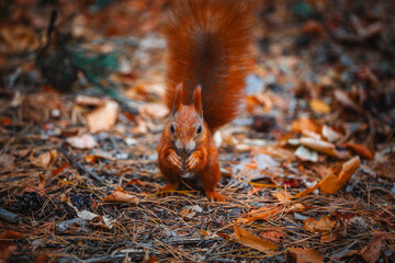 red squirrel in the forest