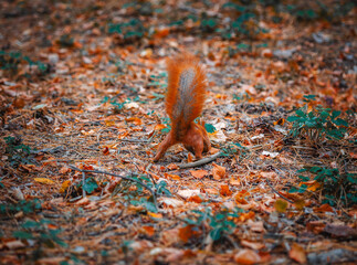 a fluffy squirrel buries a nut in the autumn forest. 
Squirrel's ass