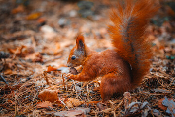 A very beautiful squirrel found a nut in the autumn forest