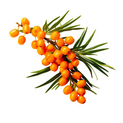 Sea buckthorn on a white background isolated PNG - obrazy, fototapety, plakaty