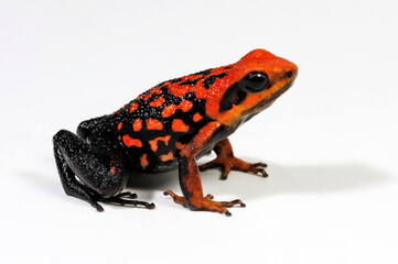 Silverstone's poison frog // Roter Prachtgiftfrosch (Ameerega silverstonei / Epipedobates silverstonei) 