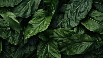 green leaves texture. background for design.