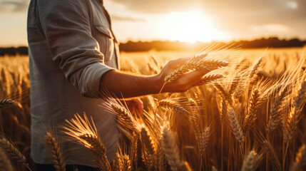 The hands of an experienced farmer touch the ears of ripened wheat in a sunset wheat field. Checking the quality of golden wheat. Harvesting. - obrazy, fototapety, plakaty