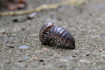 Close-up of Roly poly 