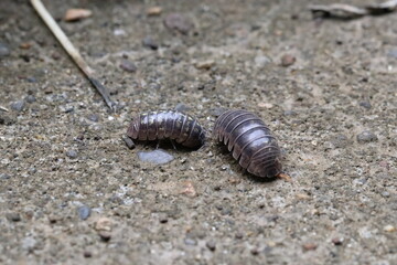 Close-up of Roly poly 
