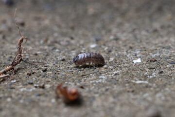 Close-up of Roly poly 