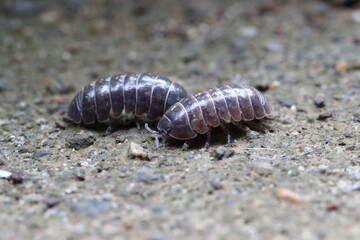 Close up of roly poly on the ground