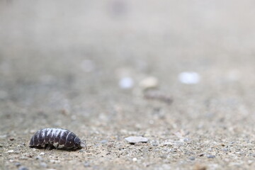 Background material with Roly poly
