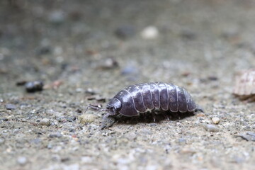 Close-up of Roly poly 