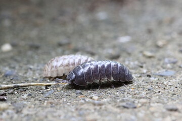 Close-up of Roly poly 