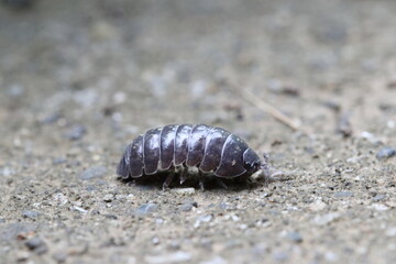 Close-up of Roly poly 
