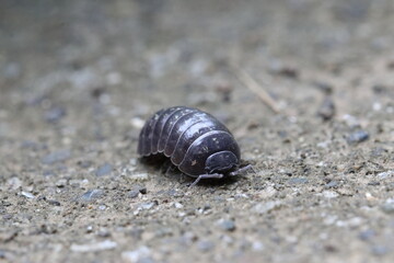 Close-up of Roly poly 
