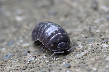 Close-up of Roly poly 
