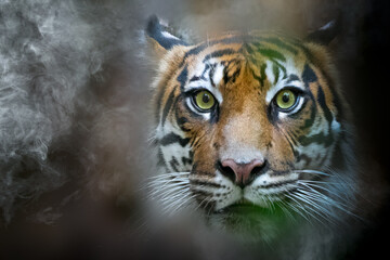 A tiger hiding in the dark shadows of a misty jungle