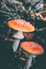 Fly Agaric In The Woodland Of Piddington Wood In Buckinghamshire