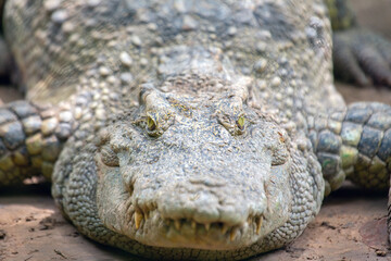 Obraz premium Crocodile (Crocodylidae) spotted outdoors