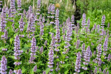 Purple Anise Hyssop in flower.