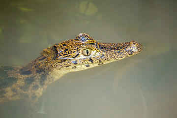Spectacled Caiman (Caiman crocodilus) spotted outdoors