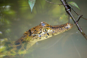 Spectacled Caiman (Caiman crocodilus) spotted outdoors