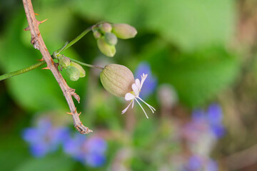 Detail of the flowers in capsules of Silene vulgaris or Claquet (Caryophyllaceae). Also called Silene vulgaris, oberna behen, Swollen Silenus, Common Silenus, Bladder Campion.