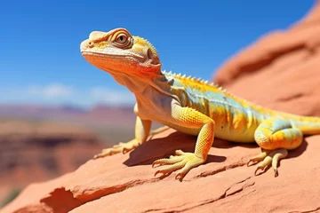 Foto op Plexiglas a colorful lizard basking in the sun atop a desert rock © Alfazet Chronicles