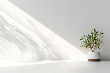 Another Minimalistic Light Background With Blurred Foliage Shadows On White Wall, Providing Beautiful Backdrop For Presentations With Smooth Floor