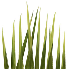 Illustration of organic fresh green grass for decoration