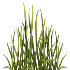 Illustration of organic fresh green grass for decoration
