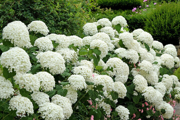 Hydrangea arborescens 'Strong Annabelle'
